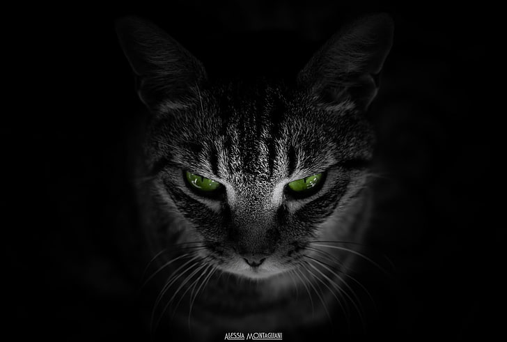 животные, зеленые глаза, кот, чёрный фон, HD обои