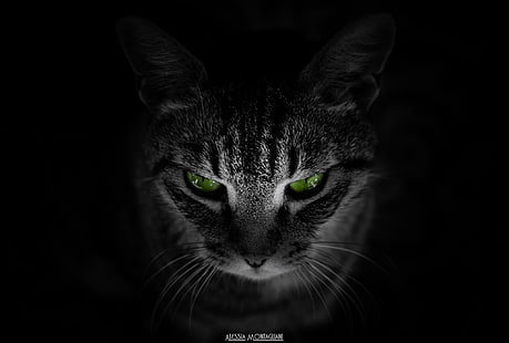 Tiere, grüne Augen, Katze, schwarzer Hintergrund, HD-Hintergrundbild HD wallpaper