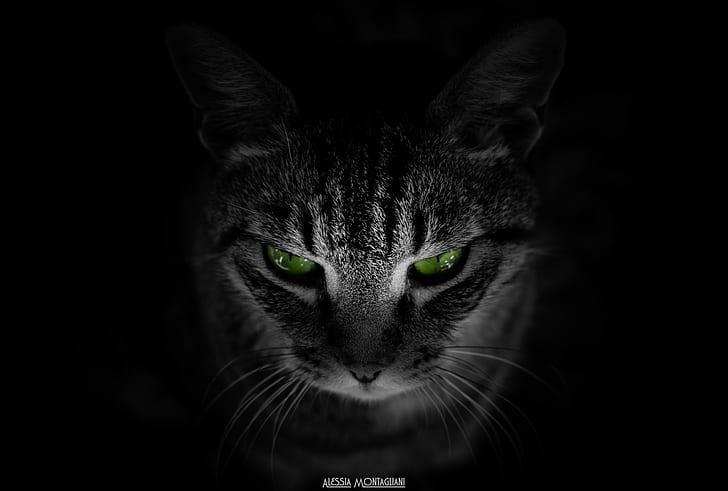 szaro-czarny kot pręgowany, kot, zwierzęta, czarne tło, zielone oczy, Tapety HD