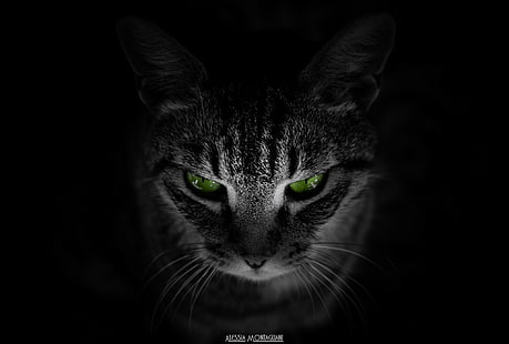قطة رمادية وسوداء ، قطة ، حيوانات ، خلفية سوداء ، عيون خضراء، خلفية HD HD wallpaper
