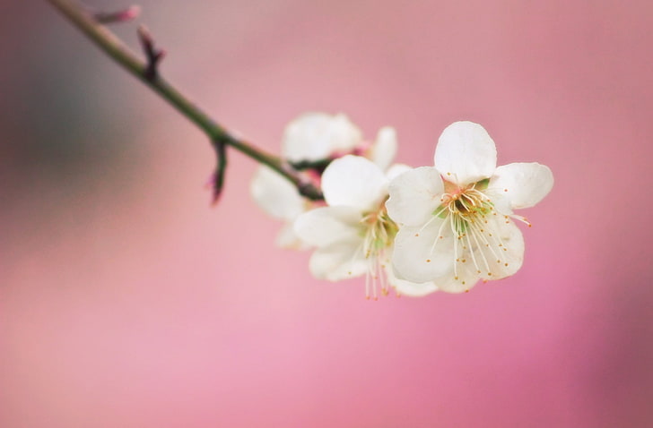 Plum Blossoms, Aero, Macro, Flower, Beautiful, Pink, Dreamy, Japan, Blossom, Cute, Plum, himi, toyama, himisportspark, HD wallpaper