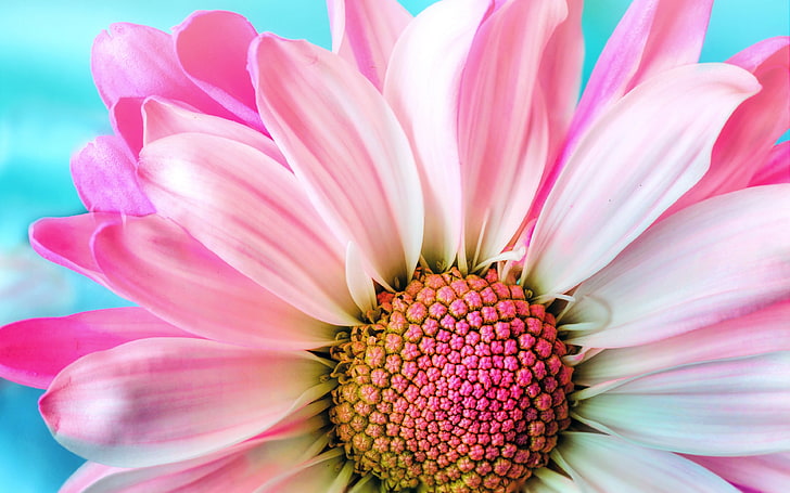 Pink Chrysanthemum Flower Macro 4K HD, HD wallpaper