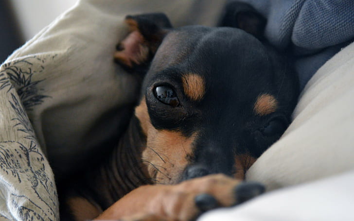 zwierzęta, pies, w łóżku, Tapety HD