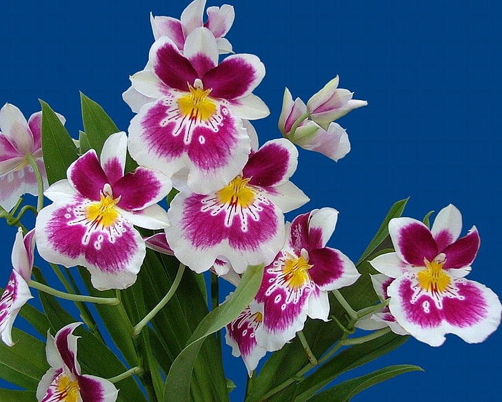 белые и фиолетовые бабочки, орхидеи, орхидеи, цветы, цветы, травы, белые, HD обои