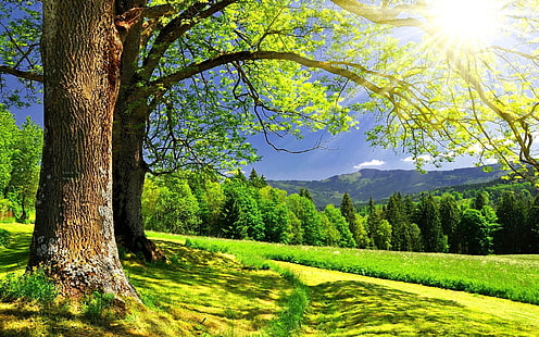 Sunlight Over the Hills, hi res, background, landscape, trees, forest, hills, HD wallpaper HD wallpaper