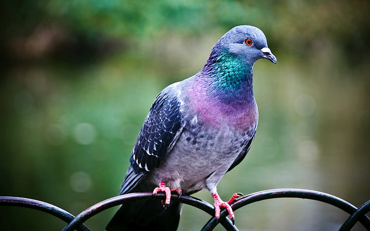 pigeon, HD wallpaper
