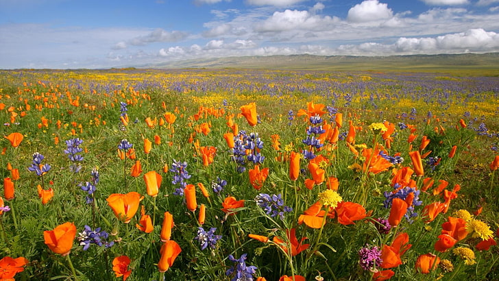krajobrazy kwiaty california pomnik narodowy łąki pomarańczowe kwiaty zwykłe maki 1920x1080 wa Architecture Monuments HD Art, Flowers, Landscapes, Tapety HD
