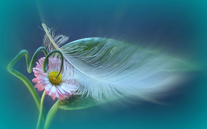 mise au point sélective photo de fleur de marguerite rose avec plume d'oiseau blanc, nature, gros plan, fleur, plante, été, macro, Fond d'écran HD