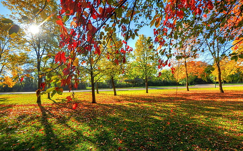 Ağaçlar park sonbahar, park, gökyüzü, ağaçlar, çimen, yapraklar, Sonbahar, HD masaüstü duvar kağıdı HD wallpaper