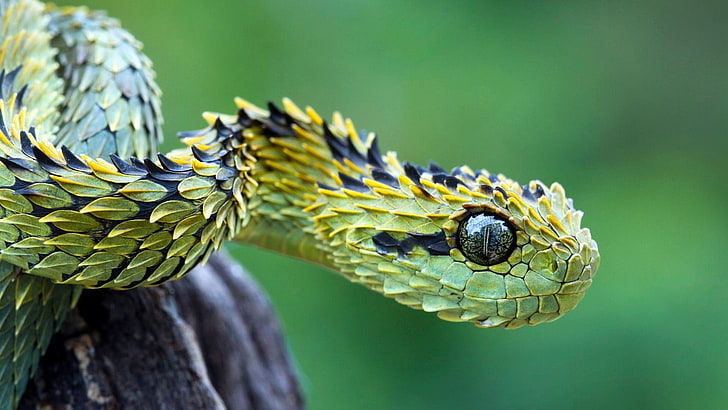 зеленая змея, селективный фокус фотографии зеленой ямы гадюки, змеи, животные, природа, волосатый куст гадюки, макро, гадюки, HD обои
