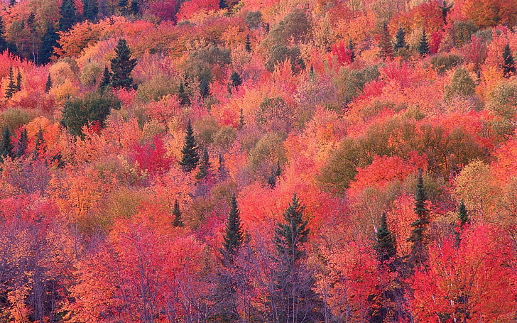 природа, осень, лес, красные листья, деревья, HD обои