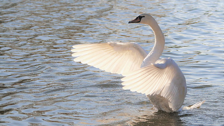 white, bird, wings, Swan, pond, stroke, HD wallpaper