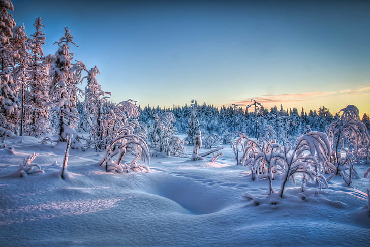 Зимний замерзший лес, заснеженные деревья, снег, лес, деревья, зима, пейзаж, природа, HD обои