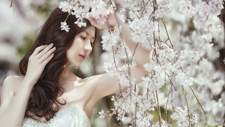 Романтическое цветочное дерево красиво, Романтическое цветочное дерево красиво, HD обои