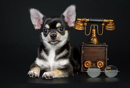 Anjing, Chihuahua, Wallpaper HD HD wallpaper
