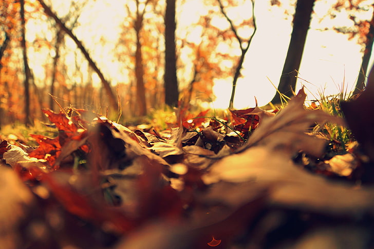 есен, есенни листа, дълбочина на полето, сухи листа, есен, есенни листа, листа, земя, листа, природа, сезон, сезонен, HD тапет