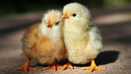 Chicks Chickens Birds HD, animali, uccelli, pulcini, galline, Sfondo HD HD wallpaper