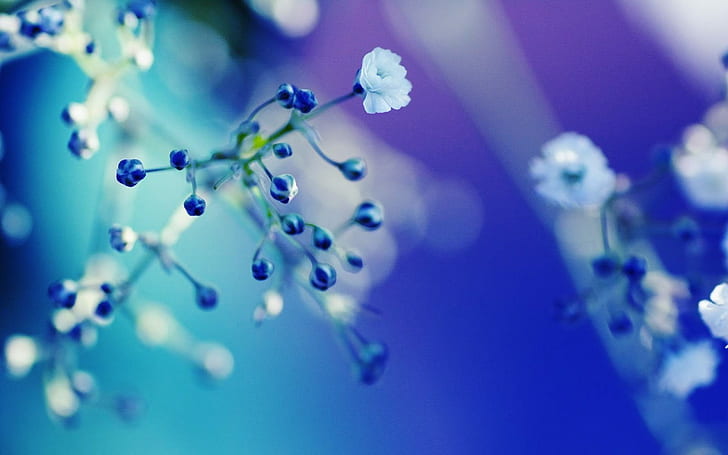 fiori, natura, macro, fiori blu, Sfondo HD