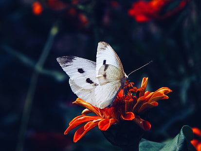 mariposa blanca y negra, flor, macro, mariposa, Fondo de pantalla HD HD wallpaper