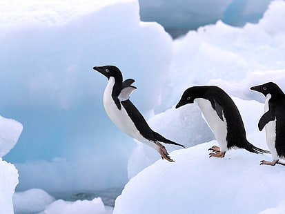 Tapeta na pulpit HD Pulpit Wesołych pingwinów Antarktycznych 09, biało-czarne pingwiny, Tapety HD HD wallpaper