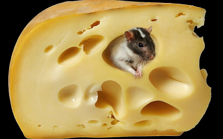 白と茶色のマウス、マウス、チーズ、動物、食物、哺乳類、 HDデスクトップの壁紙