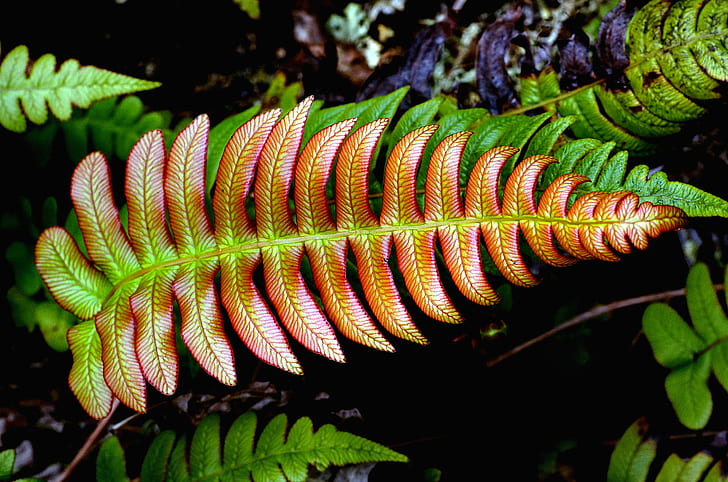 focus photography of green and brown leaf, blechnum, fern, blechnum, fern, Blechnum, NZ, Fern, focus, photography, green, brown, leaf, Plants, New Zealand, Sony DSLR-A580, Wonders of Nature, Public Domain, Dedication, CC0, photos, nature, plant, forest, close-up, green Color, macro, tree, HD wallpaper