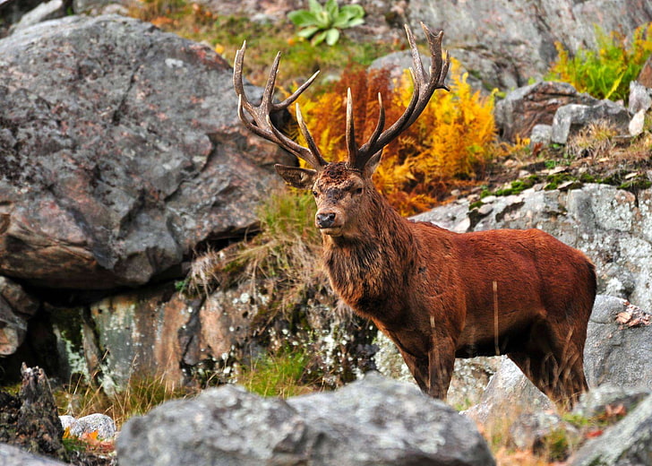 antlers, autumn, deer, fall, fur, red, stag, HD wallpaper