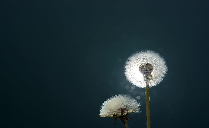 Dandelion Close Up, dua bunga dandelion putih, Aero, Bokeh, Close, Dandelion, Wallpaper HD