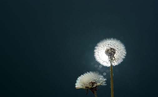 Dandelion Close Up, dua bunga dandelion putih, Aero, Bokeh, Close, Dandelion, Wallpaper HD HD wallpaper
