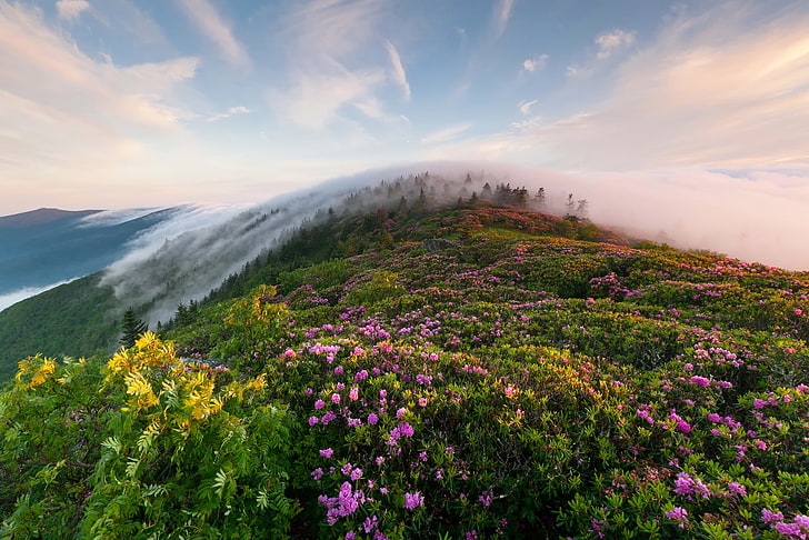 campo de flor roxa e amarela, grama, flores, montanhas, nevoeiro, manhã, HD papel de parede
