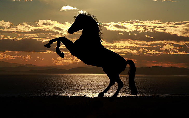 Silhouette de cheval au coucher du soleil 4K, coucher de soleil, cheval, Silhouette, Fond d'écran HD