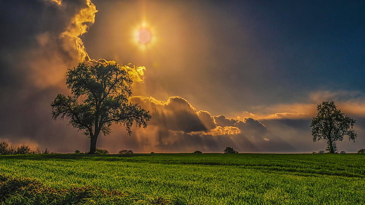 nature, sky, landscape, sun, clouds, field, horizon, atmosphere, cloud, rural, meadow, summer, environment, grass, sunset, season, rapeseed, countryside, spring, weather, outdoor, sunlight, scene, sunrise, scenic, tree, scenery, farm, agriculture, clear, oilseed, land, cloudscape, plain, country, sunny, grassland, day, outdoors, seed, HD wallpaper