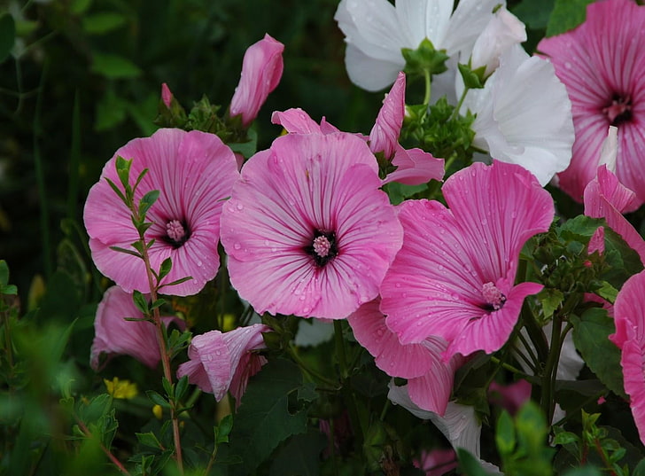 분홍색과 흰색 히 비 스커 스 moscheutos 꽃, 피튜니아, 꽃, 방울, 녹색, 신선한, HD 배경 화면