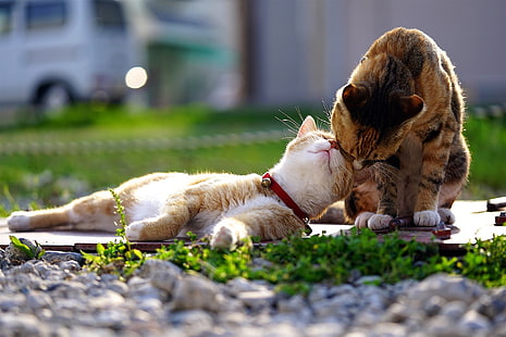 iki turuncu kedi, kedi, aşk, bahar, sevgi, HD masaüstü duvar kağıdı HD wallpaper