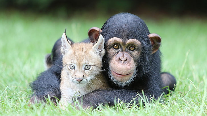 черная обезьяна и оранжевый кошачий, шимпанзе, рысь, животные, природа, зверюшки, лицо, смотрит на зрителя, трава, HD обои