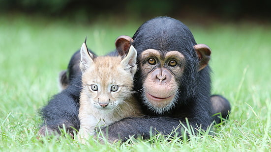 черная обезьяна и оранжевый кошачий, шимпанзе, рысь, животные, природа, зверюшки, лицо, смотрит на зрителя, трава, HD обои HD wallpaper