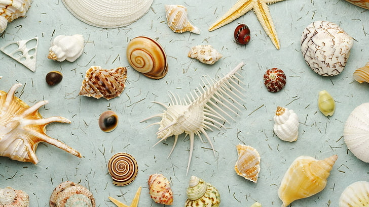 seashells, HD wallpaper