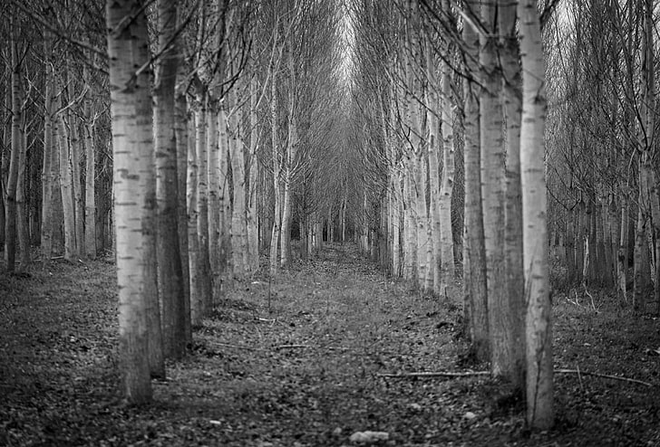 black and white, forest, nature, trees, tunnel, HD wallpaper
