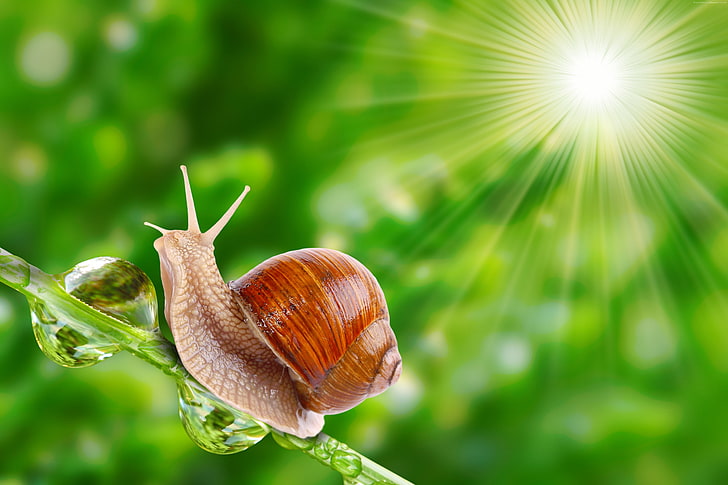 sunshine, snail, nature, HD wallpaper