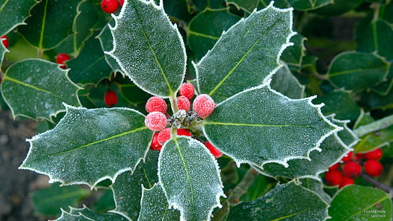 Frosted Holly, Winter, Tapety HD HD wallpaper