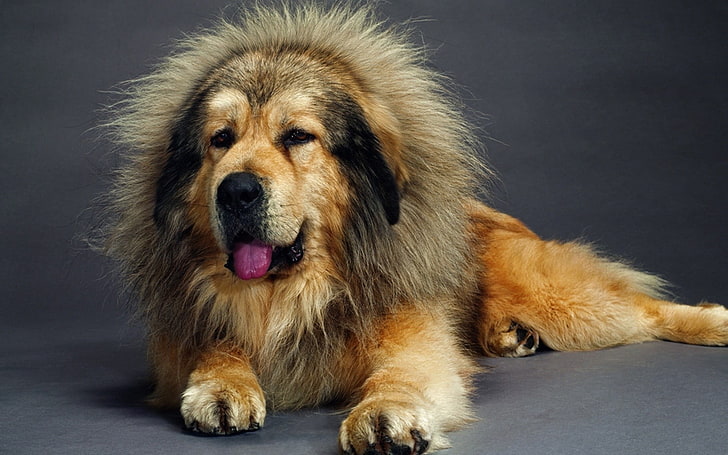 adult tan and black Tibetan mastiff, dog, muzzle, fur, furry, HD wallpaper