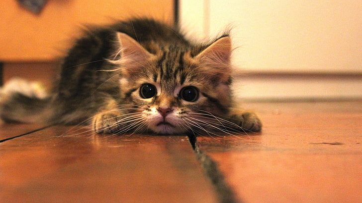 di lantai, kucing, binatang bayi, anak kucing, Wallpaper HD
