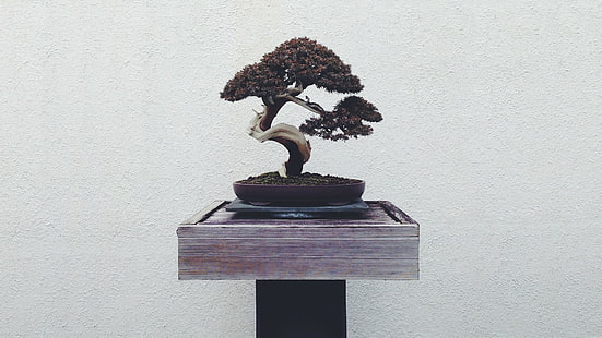 bonsai, HD wallpaper HD wallpaper