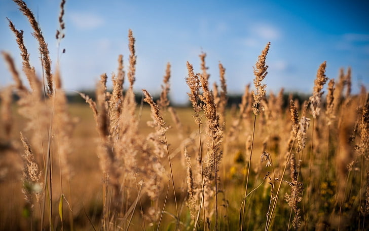 campo di grano, paesaggio, piante, Sfondo HD