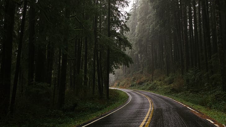 road, trees, plants, grass, forest, Monsoon, Olympic National Park, USA, HD wallpaper