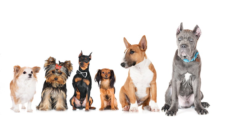 cão, raça do cão, cães, raças de cães, 8k, 8k uhd, HD papel de parede