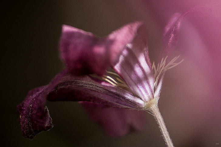 depth of field photography of purple petaled flower, secret, garden, depth of field, photography, purple, flower, macro, nature, plant, close-up, HD wallpaper