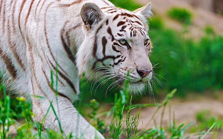 tigre albinos, tigre, blanc, rayé, grand chat, Fond d'écran HD