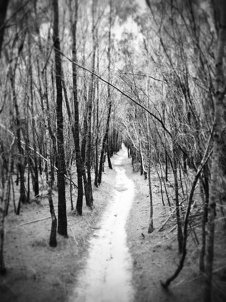 Fotografía en escala de grises de árbol, naturaleza, bosque, camino, monocromo, Fondo de pantalla HD, fondo de pantalla de teléfono