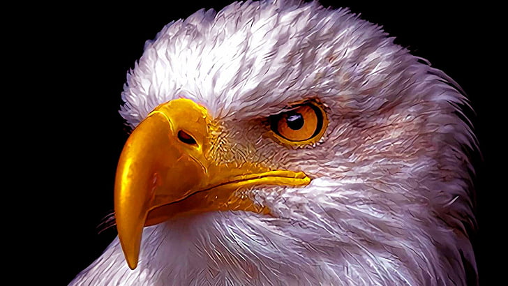 águila americana, pájaro, águila, Fondo de pantalla HD